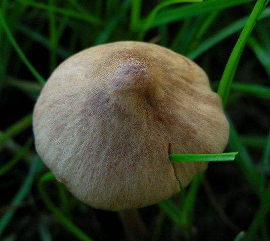 Piccoli funghi al parco